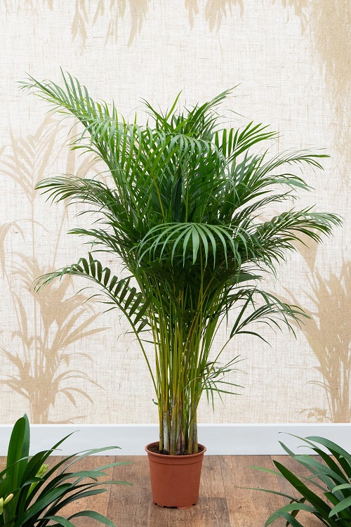 How to Take Care of Areca Palm 2
