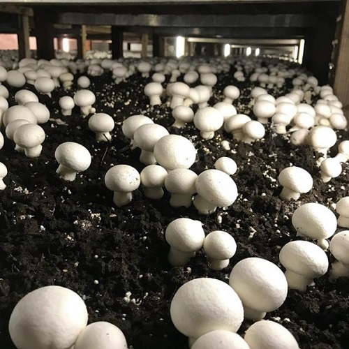 How to Grow Mushrooms in India