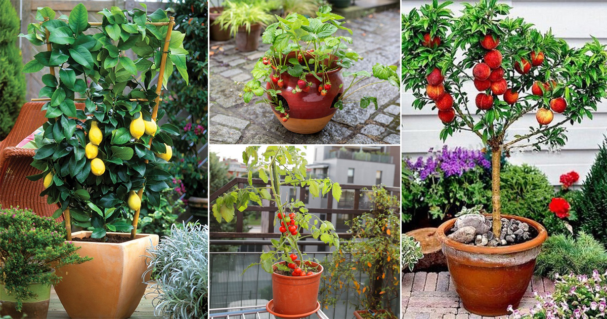 10 Best Fruits To Grow In Indian Balcony Garden • India Gardening 