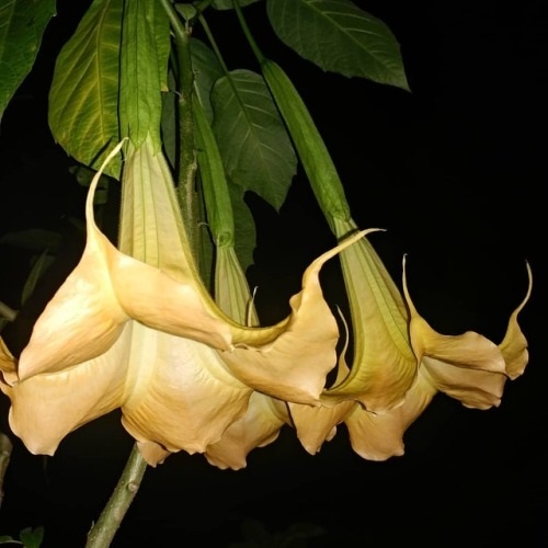 Best Flowers that Bloom at Night 5