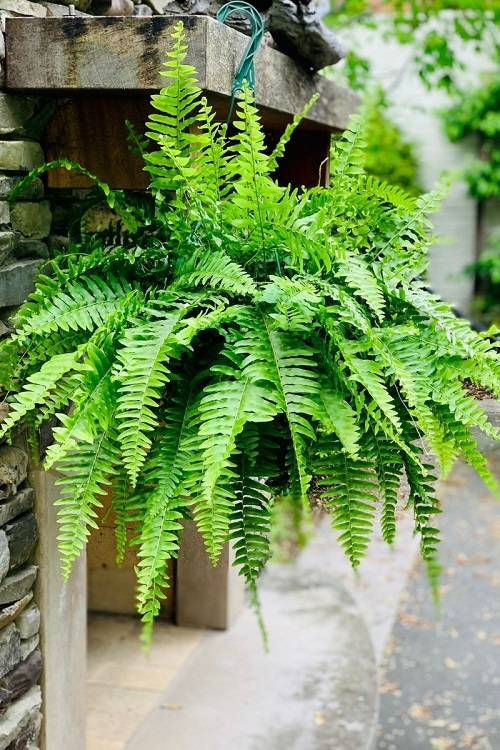 Best Foliage Plants in India 2