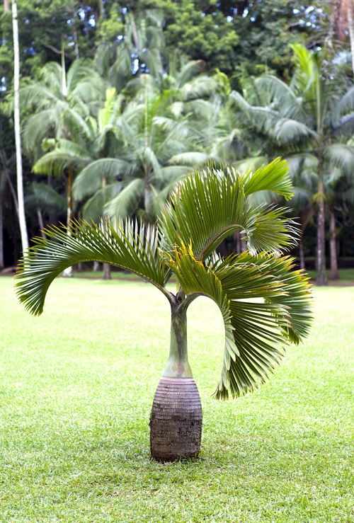 How to Grow Bottle Palm