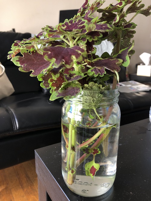 Indoor Plants that Grow in Water 12