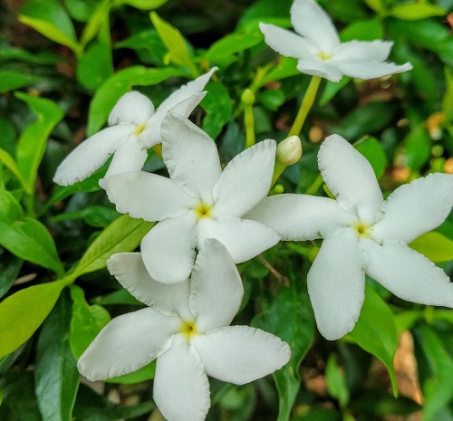 Native Indian Flowers You should Grow