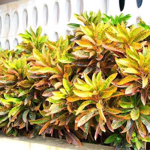 Best Foliage Plants in India 3