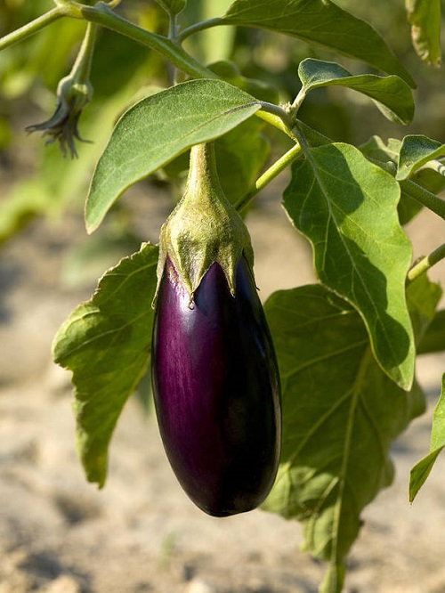 Is Eggplant a Fruit or Vegetable