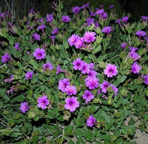 Best Flowers that Bloom at Night 3
