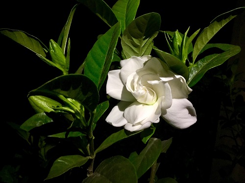 Best Flowers that Bloom at Night