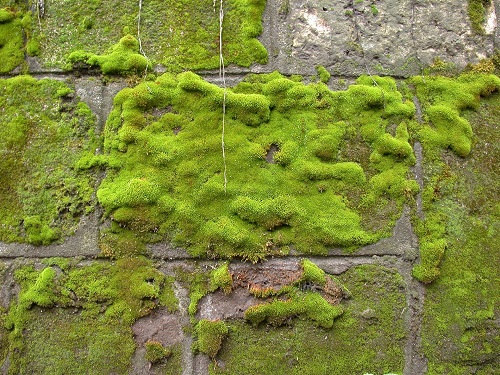 Plants That Grow on Walls