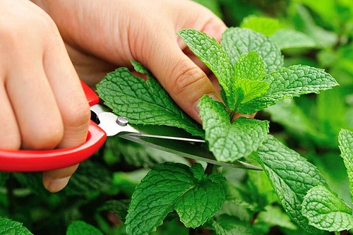 How to Grow Peppermint Plant 2