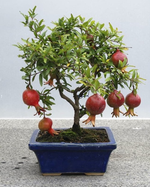 How to Grow Pomegranate in Pots 2