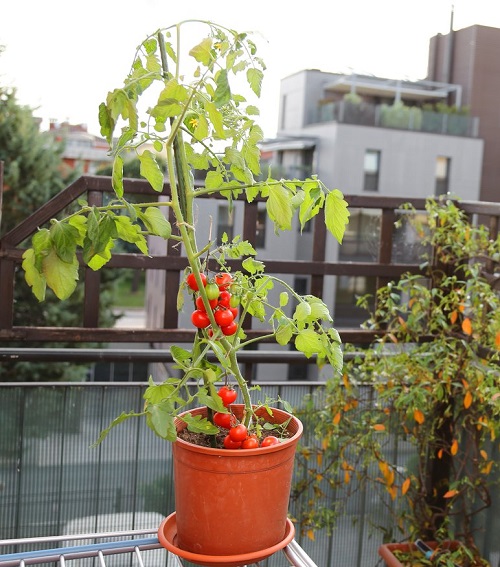 Fruits to Grow in Indian Balcony Garden 5