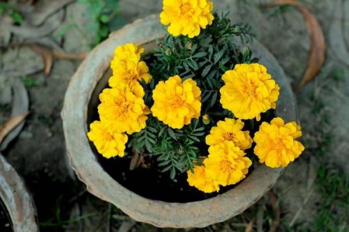How to Grow Marigold from Seeds in India