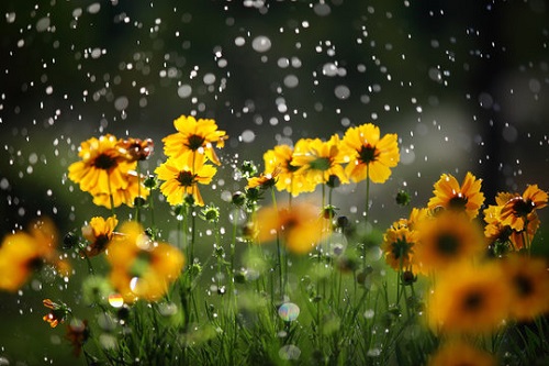 Garden Maintenance Tips for Monsoon