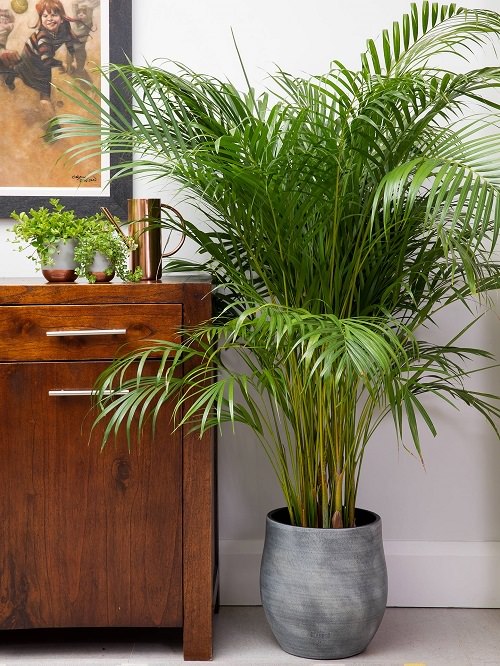 Areca Palm Benefits | Advantages Of Growing Areca Palm