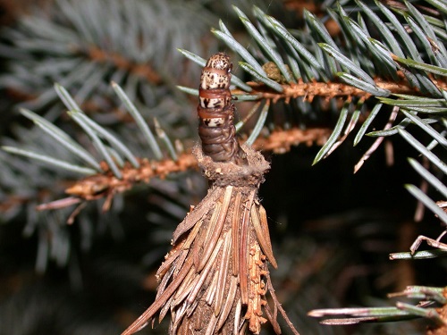 How to Get Rid of Bagworms in the Garden
