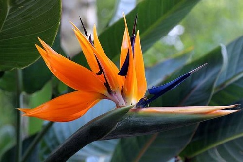 Most Exotic Flowers in India 2