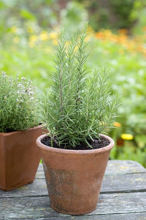 What is Rosemary Called in India