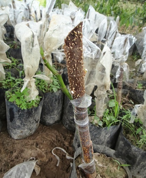 Different Types of Grafting 2