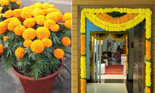 Best Plants for Diwali