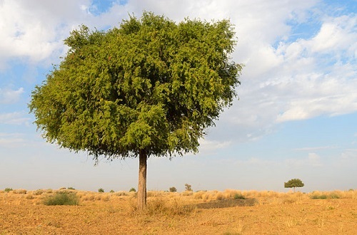 How to Grow Shami Tree 