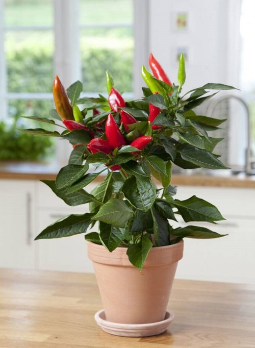 How to Grow Chilli Plant in Pot