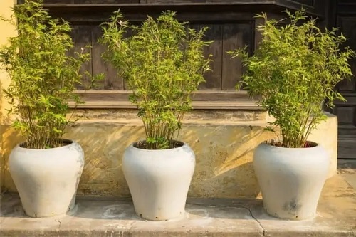 How to Grow Bamboo in Pots