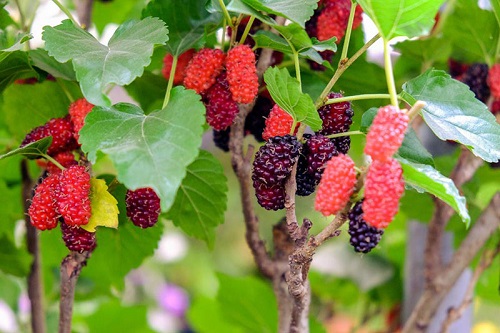 How to Grow Mulberry Plant 