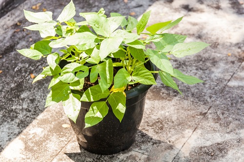 How to Grow Rajma Plant 2