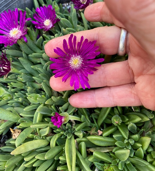 How to Grow Ice Plant 2