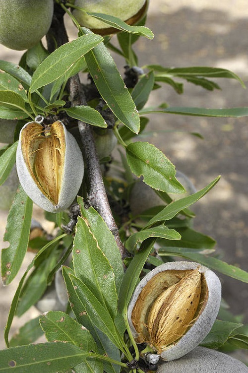 How to Grow Indian Almond Tree 2