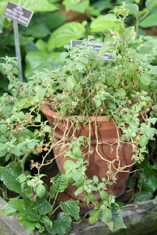 How to Grow Ashwagandha Plant