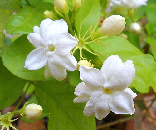 Best Flowering Shrubs for Summers in India 10