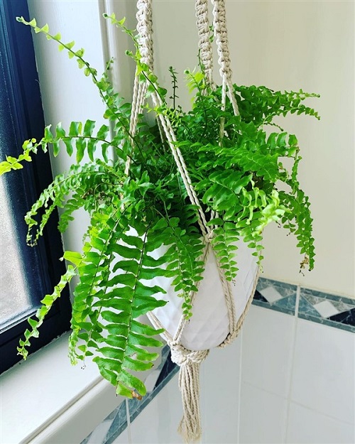 Most Popular Indoor Plants in India According to Instagram 2