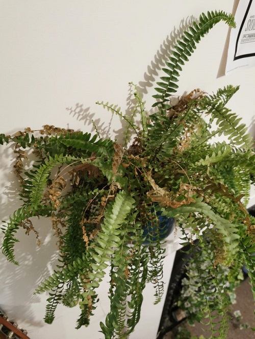 How to Take Care of a Fern 2