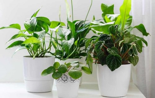 How to Buy Indoor Plants Online
