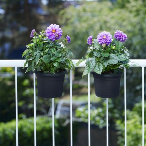 Best Annual Plants for Balcony Garden 1