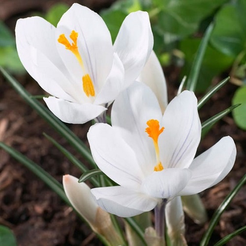 Best Bulbs to Plant Right Now 4