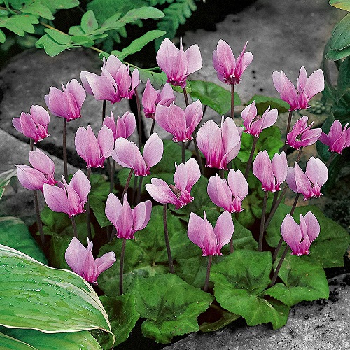 Best Bulbs to Plant Right Now 5