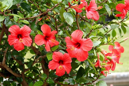 Best Flowering Shrubs for Summers in India 2
