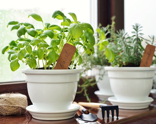 How to Start a Kitchen Garden