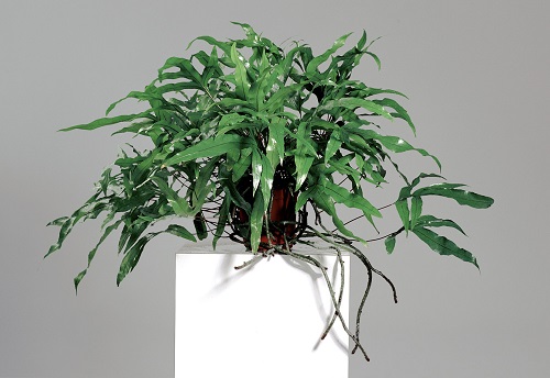 Types of Indoor Ferns 5