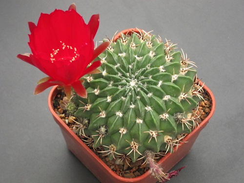 Cactus with Red Flowers 4