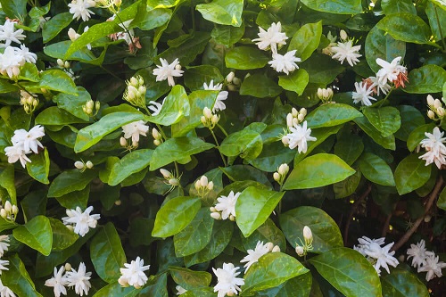 How to Get Tons of Blooms in Mogra Plant