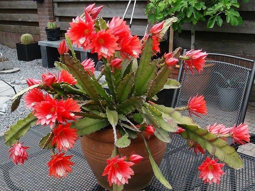 Cactus with Red Flowers 2