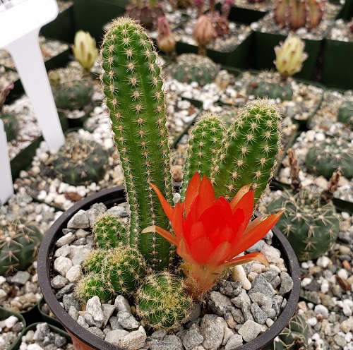 Cactus with Red Flowers 3