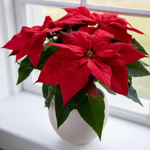 How to Care for Poinsettias this Christmas and Beyond