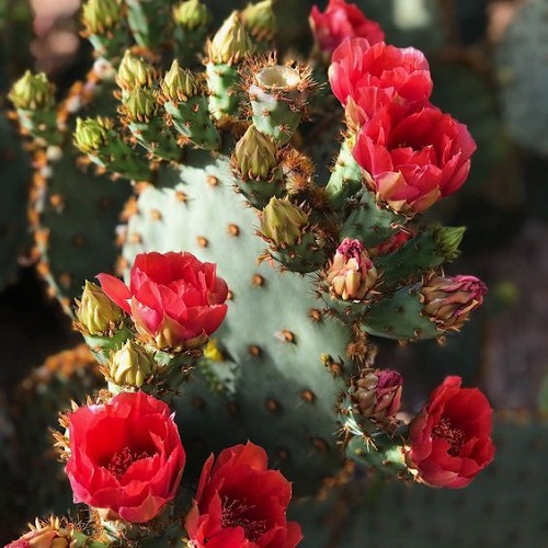 Cactus with Red Flowers