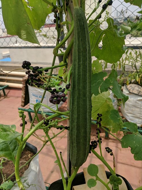 How to Grow Ridge Gourd in India 