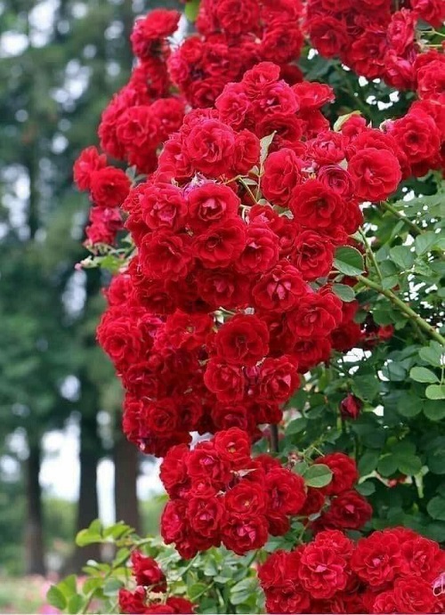 Follow these Tips to Get More Roses than Leaves